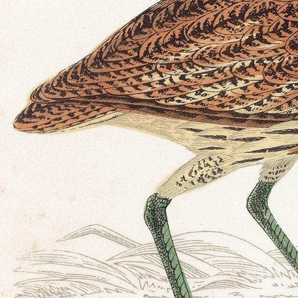 BITTERN 󥫥Υ 1850ǯ ꥹ ƥץ ʪ Ļγ  (A history of British birds)   0143