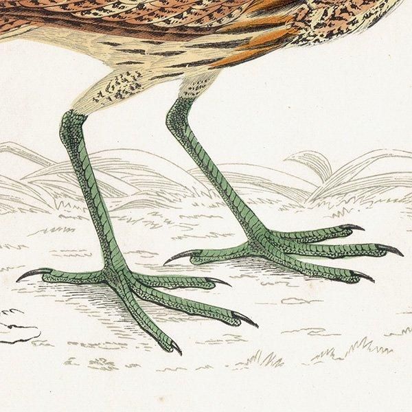 BITTERN 󥫥Υ 1850ǯ ꥹ ƥץ ʪ Ļγ  (A history of British birds)   0143