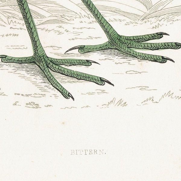 BITTERN 󥫥Υ 1850ǯ ꥹ ƥץ ʪ Ļγ  (A history of British birds)   0143