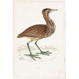 鳥(Birds) - インテリアにプラスしたくなる アンティーク と 鳥(Birds) - インテリアにプラスしたくなる アンティーク と