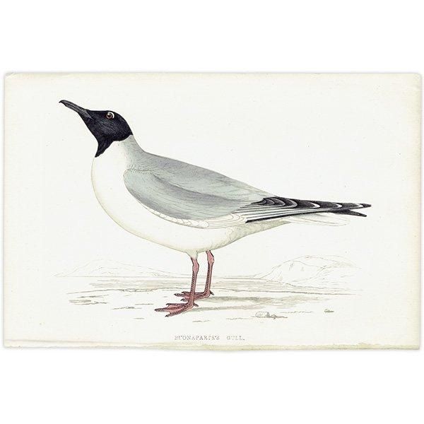 BUONAPARTE'S GULL ܥʥѥȥ 1850ǯ ꥹ ƥץ ʪ Ļγ  (A history of British birds)   0140