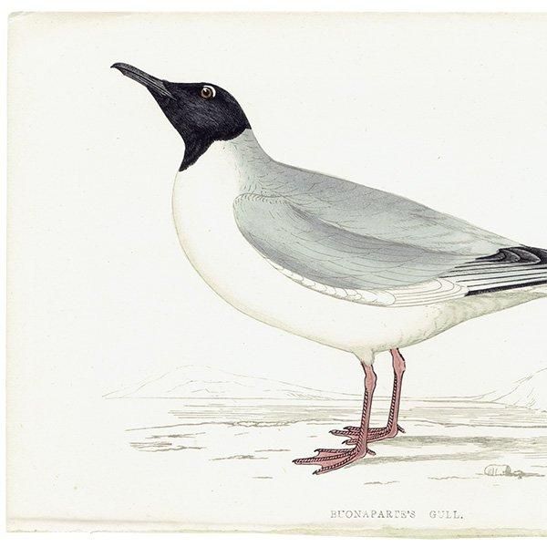 BUONAPARTE'S GULL ܥʥѥȥ 1850ǯ ꥹ ƥץ ʪ Ļγ  (A history of British birds)   0140