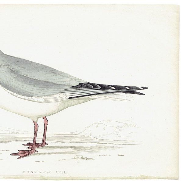 BUONAPARTE'S GULL ܥʥѥȥ 1850ǯ ꥹ ƥץ ʪ Ļγ  (A history of British birds)   0140