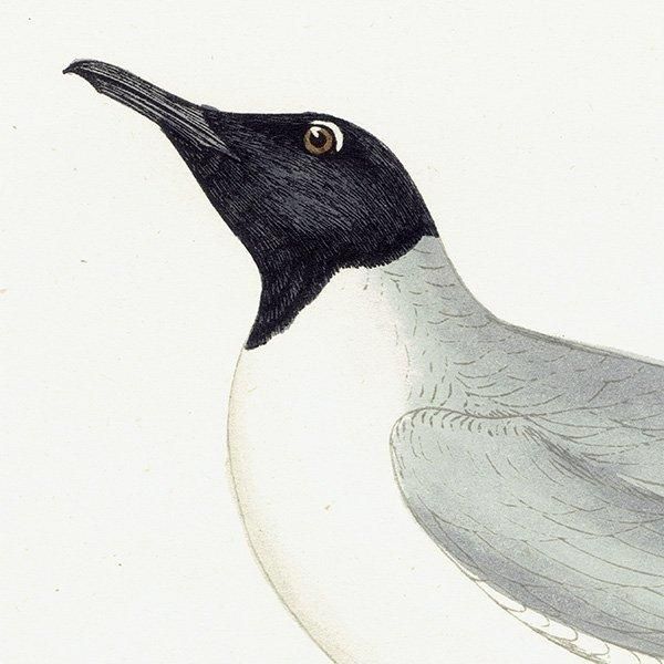 BUONAPARTE'S GULL ܥʥѥȥ 1850ǯ ꥹ ƥץ ʪ Ļγ  (A history of British birds)   0140