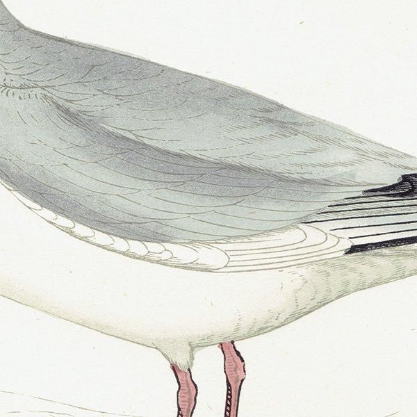 BUONAPARTE'S GULL ܥʥѥȥ 1850ǯ ꥹ ƥץ ʪ Ļγ  (A history of British birds)   0140