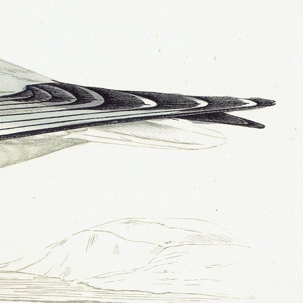 BUONAPARTE'S GULL ܥʥѥȥ 1850ǯ ꥹ ƥץ ʪ Ļγ  (A history of British birds)   0140