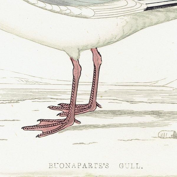 BUONAPARTE'S GULL ܥʥѥȥ 1850ǯ ꥹ ƥץ ʪ Ļγ  (A history of British birds)   0140
