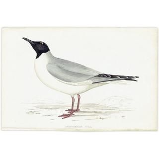 BUONAPARTE'S GULL ܥʥѥȥ 1850ǯ ꥹ ƥץ ʪ Ļγ  (A history of British birds)   0140
