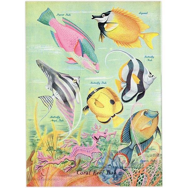 Coral Reef Fish 󥴾̤ε 1948ǯ ꥹ ơץ ʪ γ 1001