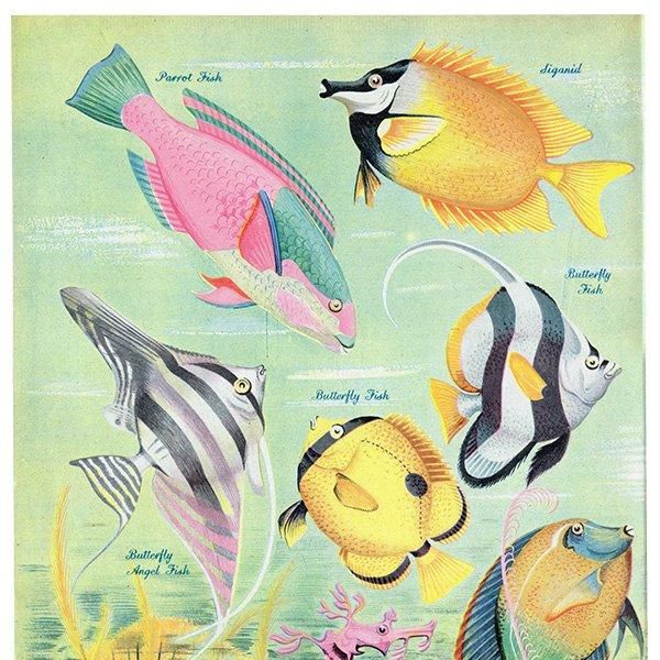 Coral Reef Fish 󥴾̤ε 1948ǯ ꥹ ơץ ʪ γ 1001