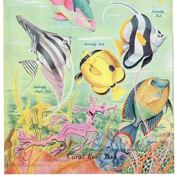 Coral Reef Fish 󥴾̤ε 1948ǯ ꥹ ơץ ʪ γ 1001
