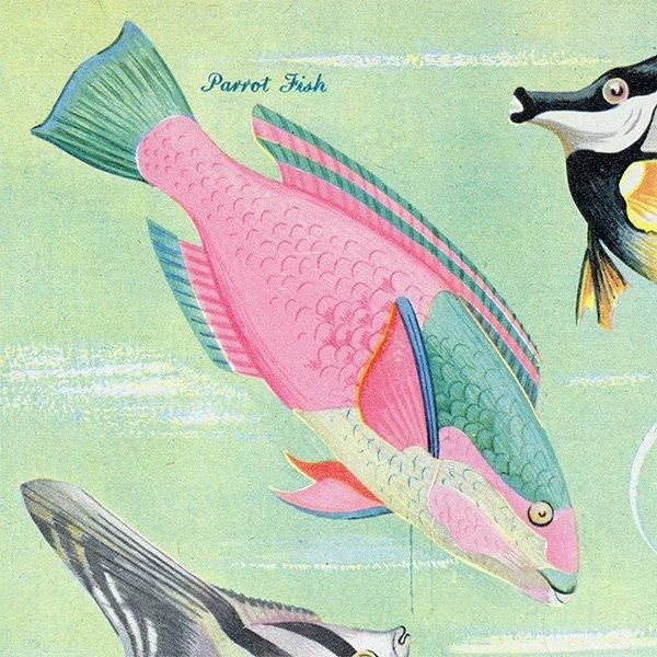 Coral Reef Fish 󥴾̤ε 1948ǯ ꥹ ơץ ʪ γ 1001