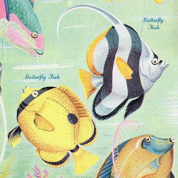 Coral Reef Fish 󥴾̤ε 1948ǯ ꥹ ơץ ʪ γ 1001