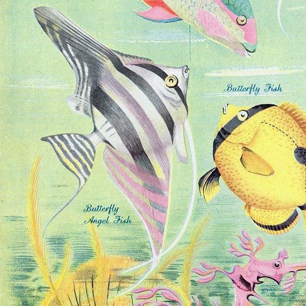 Coral Reef Fish 󥴾̤ε 1948ǯ ꥹ ơץ ʪ γ 1001