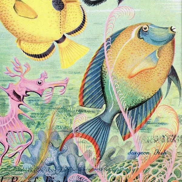 Coral Reef Fish 󥴾̤ε 1948ǯ ꥹ ơץ ʪ γ 1001