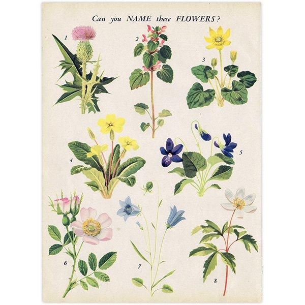 Can you Name these FLOWERS? ֤̾狼롩 1948ǯ ꥹ ơץ ʪ ֤γ 1003
