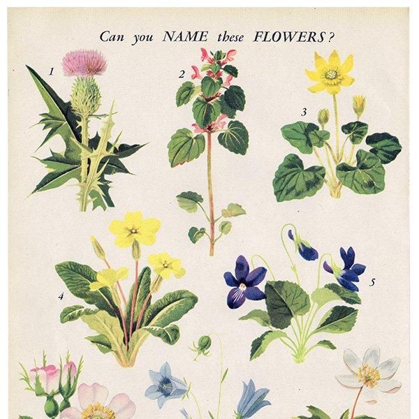 Can you Name these FLOWERS? ֤̾狼롩 1948ǯ ꥹ ơץ ʪ ֤γ 1003