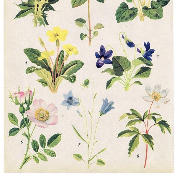 Can you Name these FLOWERS? ֤̾狼롩 1948ǯ ꥹ ơץ ʪ ֤γ 1003