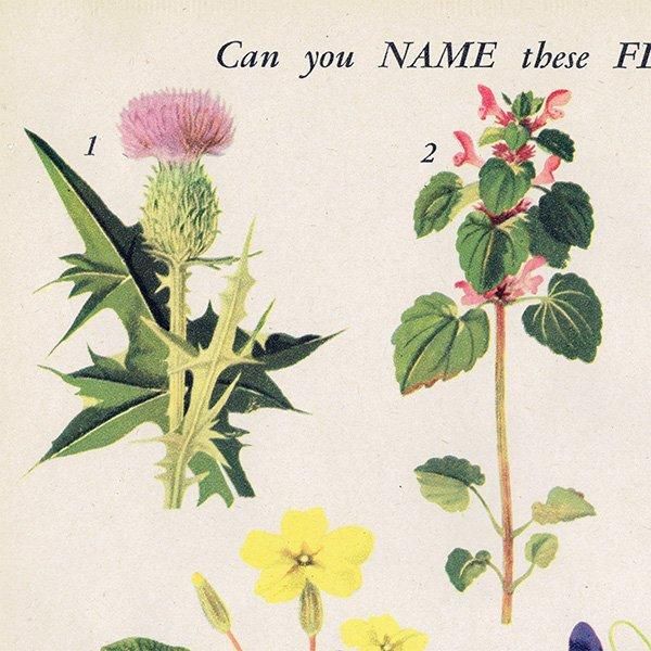 Can you Name these FLOWERS? ֤̾狼롩 1948ǯ ꥹ ơץ ʪ ֤γ 1003