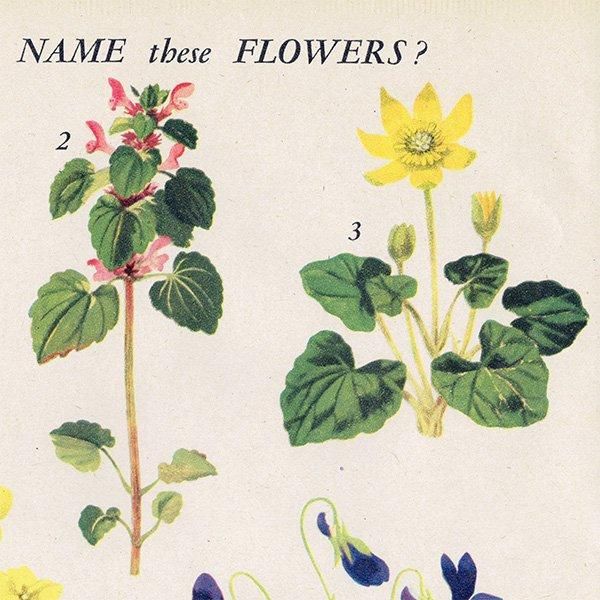Can you Name these FLOWERS? ֤̾狼롩 1948ǯ ꥹ ơץ ʪ ֤γ 1003