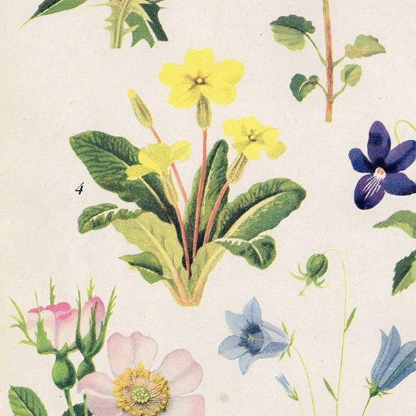 Can you Name these FLOWERS? ֤̾狼롩 1948ǯ ꥹ ơץ ʪ ֤γ 1003