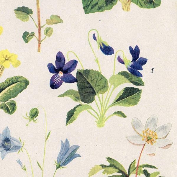 Can you Name these FLOWERS? お花の名前わかる? 1948年代 イギリス ヴィンテージプリント 植物画 Can you Name these FLOWERS? お花の名前わかる? 1948年代 イギリス ヴィンテージプリント 植物画