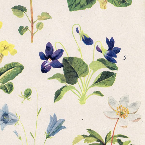 Can you Name these FLOWERS? ֤̾狼롩 1948ǯ ꥹ ơץ ʪ ֤γ 1003<img class='new_mark_img2' src='https://img.shop-pro.jp/img/new/icons5.gif' style='border:none;display:inline;margin:0px;padding:0px;width:auto;' />