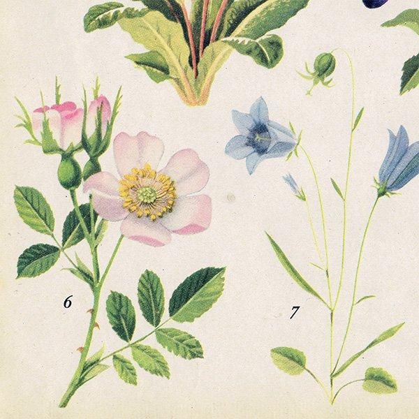 Can you Name these FLOWERS? ֤̾狼롩 1948ǯ ꥹ ơץ ʪ ֤γ 1003