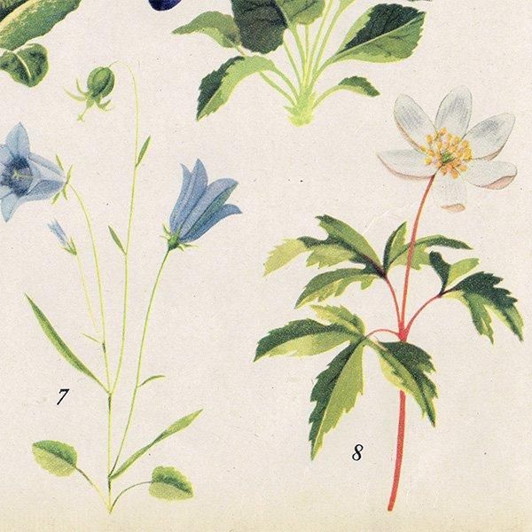 Can you Name these FLOWERS? ֤̾狼롩 1948ǯ ꥹ ơץ ʪ ֤γ 1003