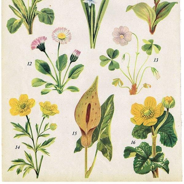 Can you Name these FLOWERS? ֤̾狼롩 1948ǯ ꥹ ơץ ʪ ֤γ 1004