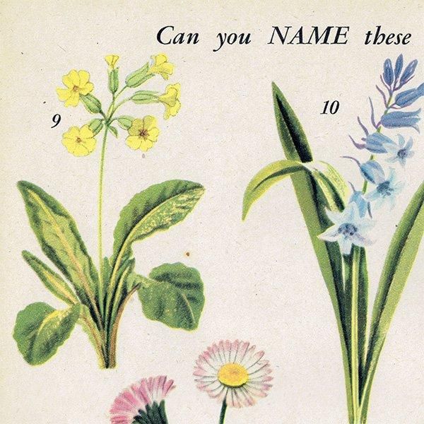 Can you Name these FLOWERS? ֤̾狼롩 1948ǯ ꥹ ơץ ʪ ֤γ 1004
