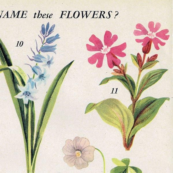 Can you Name these FLOWERS? ֤̾狼롩 1948ǯ ꥹ ơץ ʪ ֤γ 1004