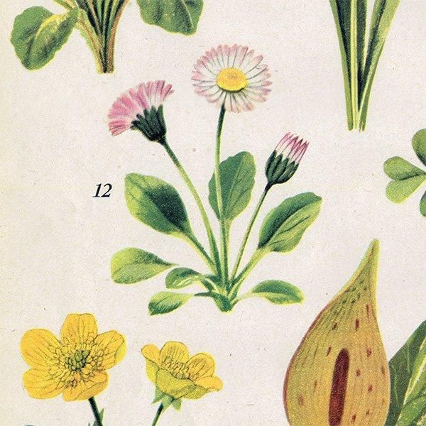Can you Name these FLOWERS? ֤̾狼롩 1948ǯ ꥹ ơץ ʪ ֤γ 1004