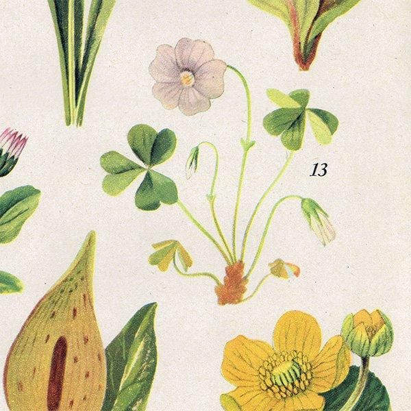 Can you Name these FLOWERS? お花の名前わかる？ 1948年