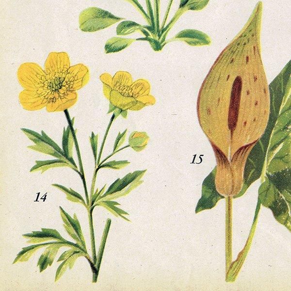 Can you Name these FLOWERS? お花の名前わかる? 1948年 Can you Name these FLOWERS? お花の名前わかる? 1948年