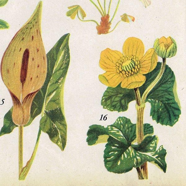 Can you Name these FLOWERS? ֤̾狼롩 1948ǯ ꥹ ơץ ʪ ֤γ 1004