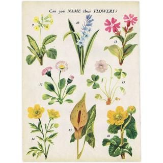 Can you Name these FLOWERS? ֤̾狼롩 1948ǯ ꥹ ơץ ʪ ֤γ 1004