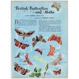 British Butterflies and Moths ѹĳȲ 1948ǯ ꥹ ơץ ʪ  1005