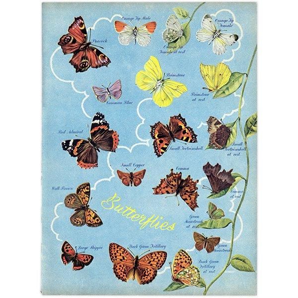 British Butterflies and Moths ѹĳȲ 1948ǯ ꥹ ơץ ʪ  1006