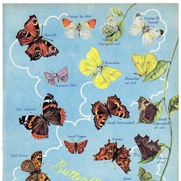 British Butterflies and Moths ѹĳȲ 1948ǯ ꥹ ơץ ʪ  1006