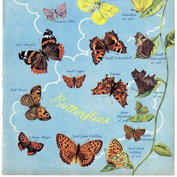 British Butterflies and Moths ѹĳȲ 1948ǯ ꥹ ơץ ʪ  1006