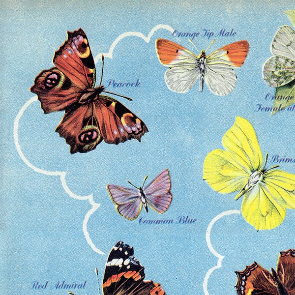 British Butterflies and Moths ѹĳȲ 1948ǯ ꥹ ơץ ʪ  1006<img class='new_mark_img2' src='https://img.shop-pro.jp/img/new/icons5.gif' style='border:none;display:inline;margin:0px;padding:0px;width:auto;' />