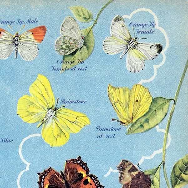 British Butterflies and Moths ѹĳȲ 1948ǯ ꥹ ơץ ʪ  1006
