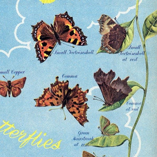 British Butterflies and Moths ѹĳȲ 1948ǯ ꥹ ơץ ʪ  1006