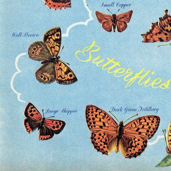 British Butterflies and Moths ѹĳȲ 1948ǯ ꥹ ơץ ʪ  1006