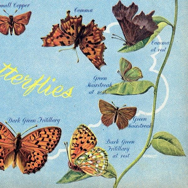 British Butterflies and Moths ѹĳȲ 1948ǯ ꥹ ơץ ʪ  1006