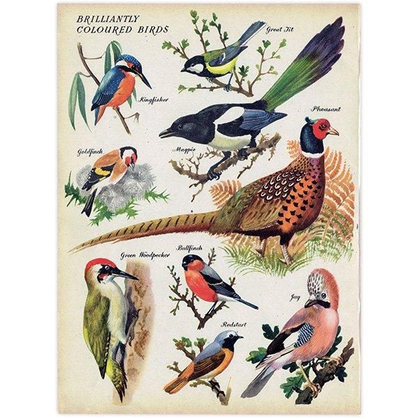 BRILLIANTLY COLOURED BIRDS 鮮やかな色の鳥たち 1948年 BRILLIANTLY COLOURED BIRDS 鮮やかな色の鳥たち 1948年