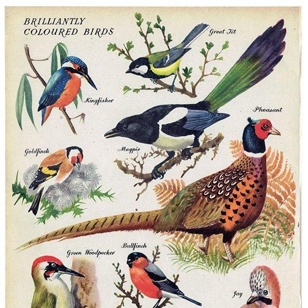 BRILLIANTLY COLOURED BIRDS 鮮やかな色の鳥たち 1948年 BRILLIANTLY COLOURED BIRDS 鮮やかな色の鳥たち 1948年