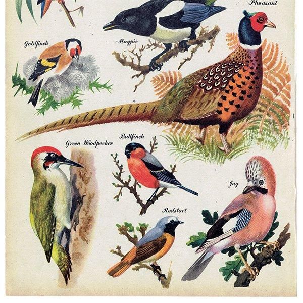 BRILLIANTLY COLOURED BIRDS 鮮やかな色の鳥たち 1948年 BRILLIANTLY COLOURED BIRDS 鮮やかな色の鳥たち 1948年