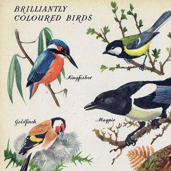 BRILLIANTLY COLOURED BIRDS 鮮やかな色の鳥たち 1948年 BRILLIANTLY COLOURED BIRDS 鮮やかな色の鳥たち 1948年
